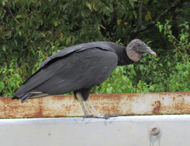 Black Vulture